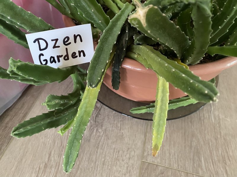 стапелия вредители и болезни