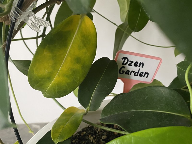 стефанотис болезни и вредители