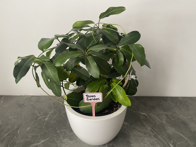 Стефанотис обильноцветущий (Stephanotis floribunda)