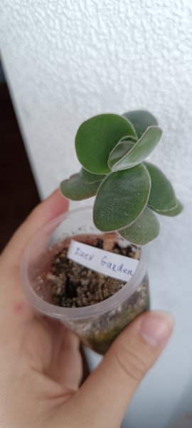 толстянка крассула котиледонис (crassula cotyledonis)