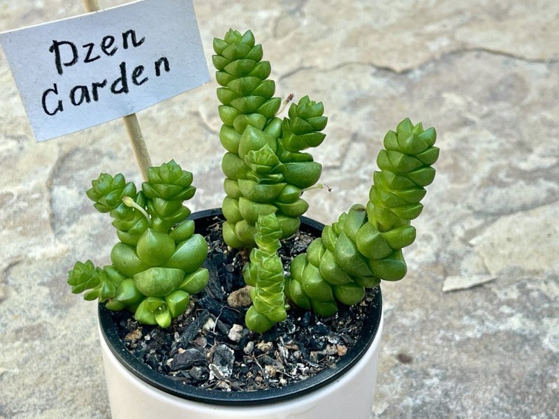 толстянка крассула маршади (crassula marchandii)