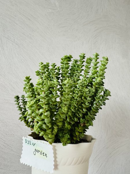 толстянка крассула том тумб (crassula rupestris tom thumb)