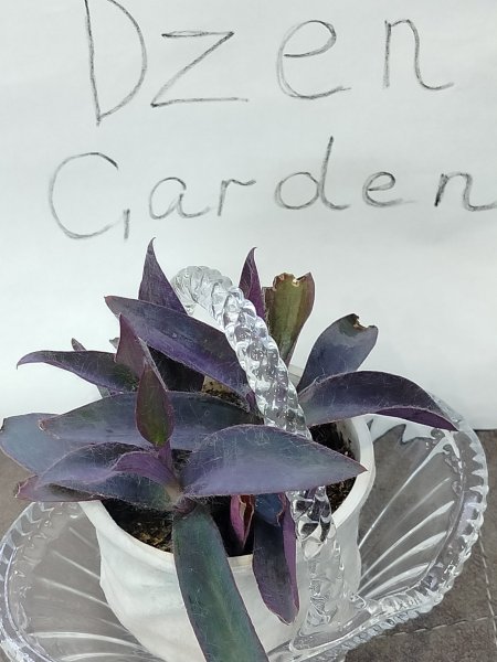 Традесканция бледная Пурпурная (Tradescantia pallida Purpurea) (фото 1)