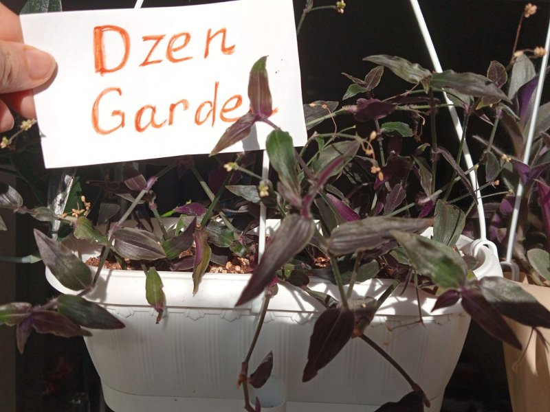 Традесканция Гибасис Хосе Пуч (T. Gibasis Jose Puig)