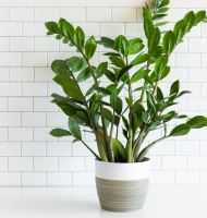 комнатное растение замиокулькас