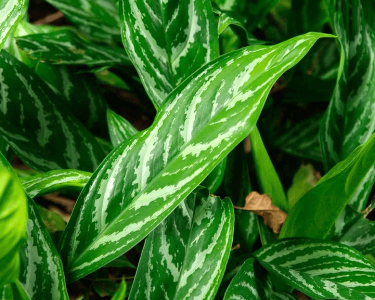 Аглаонема: уход в домашних условиях, пересадка, размножение и виды