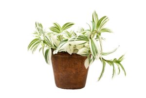 Традесканция: фото, уход, пересадка, виды, болезни и вредители