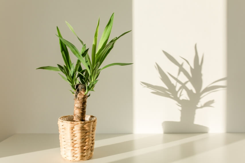 комнатное растение юкка фото