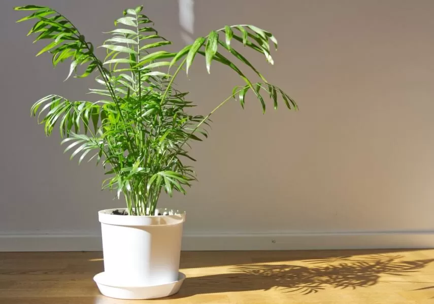 комнатное растение хамедорея фото