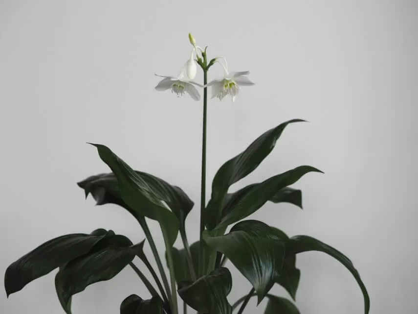 комнатное растение эухарис фото