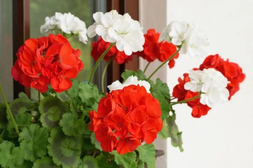 15 комнатных цветов, которые привлекают деньги в дом, приносят счастье и удачу