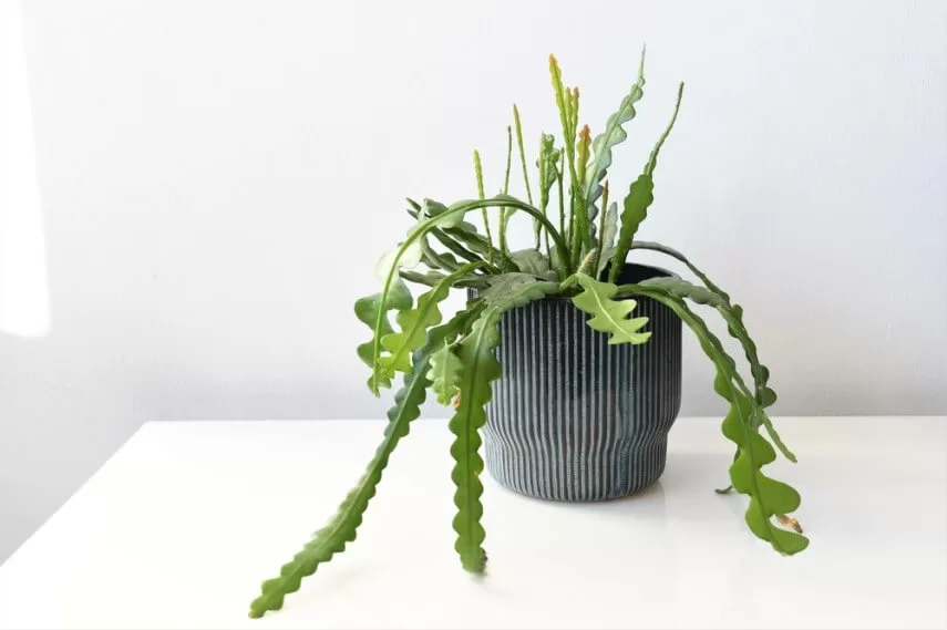комнатное растение эпифиллум фото
