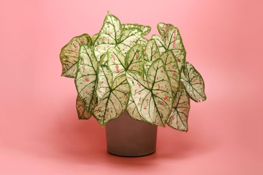 комнатное растение каладиум фото