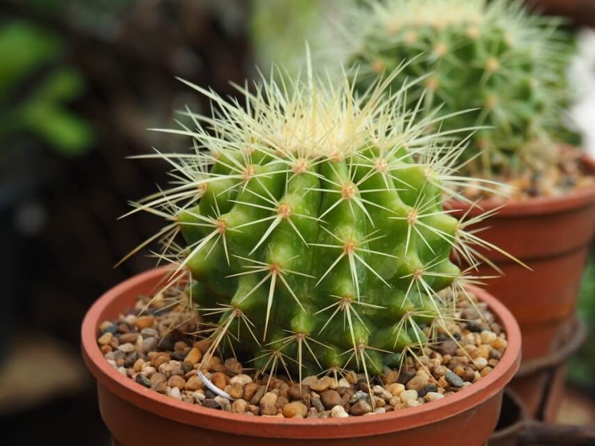комнатное растение эхинокактус фото