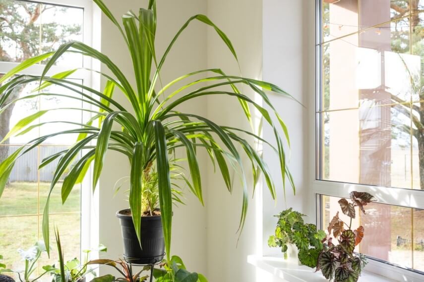 комнатное растение панданус фото