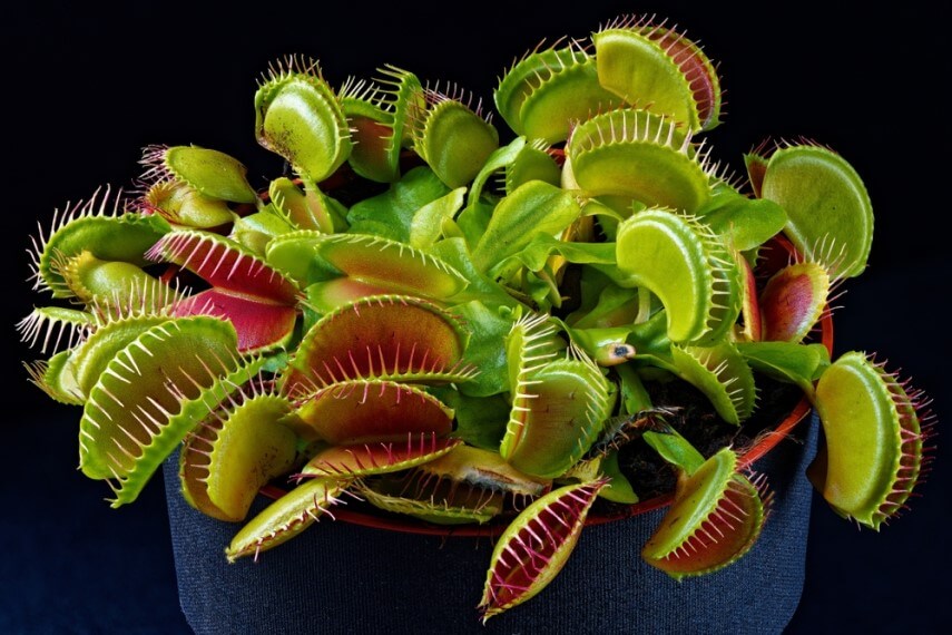 комнатное растение венерина мухоловка фото
