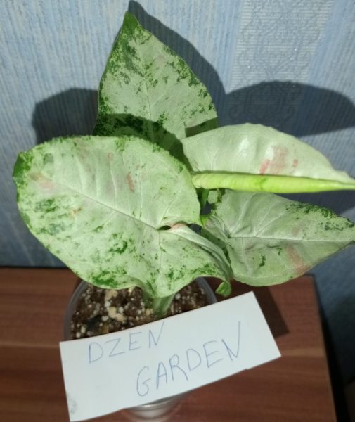 Самое красивое растение в вашей коллекции — работа