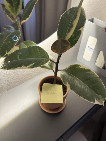 Самое красивое растение в вашей коллекции — работа