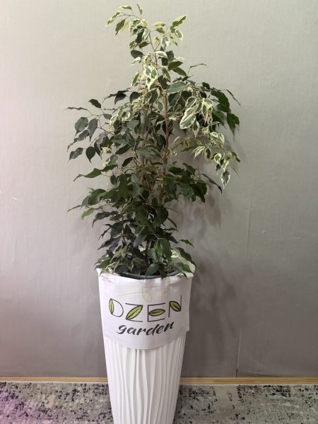 Самое красивое растение в вашей коллекции — работа